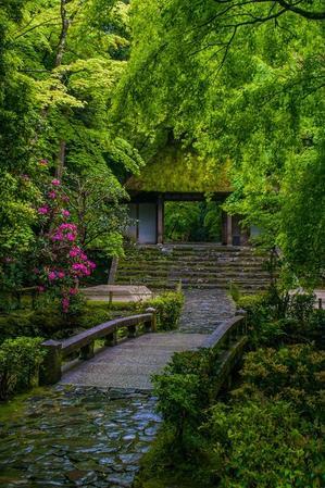 雨の法然院～新緑と石楠花 - 鏡花水月