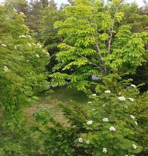 今年の庭は森のよう - 標高480mの窓からⅡ