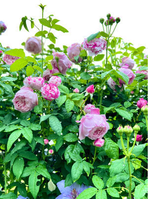 激しい雨の後のバラ達(^◇^;)と、バラの後半戦のスタート♡ - 薪割りマコのバラの庭