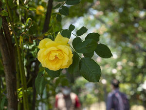  バラの季節 平成の森公園へ - nama3の気ままに雑記