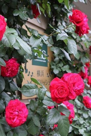 横浜イングリッシュガーデン　お庭を彩る花たち - 暮らしを紡ぐ2