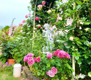 今日も雨（ ;  ; ）と、コフレ、トロイメライ、シャルドネが咲きました♡頂いたヒューケラ♫ - 薪割りマコのバラの庭