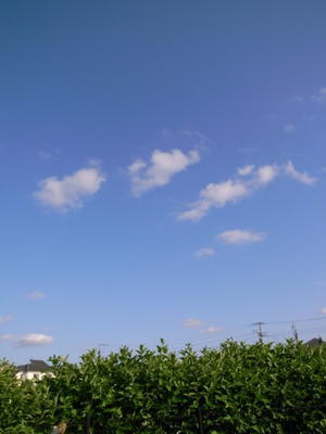 今日の青空 - 善福寺川緑地～和田堀公園（写真散歩）