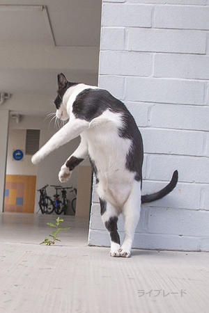 ご近所猫 2022.05.23 - Rayblade Photos