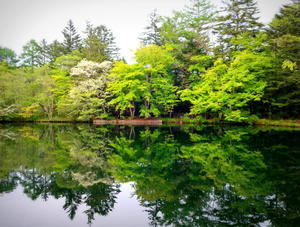 雲場池 ＊ 輝く新緑の水鏡♪ - ぴきょログ～軽井沢でぐーたら生活～