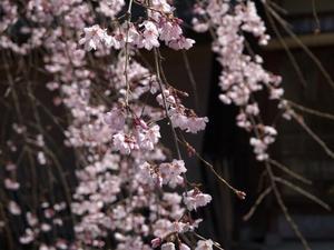 京都人の密かな愉しみＢｌｕｅ修業中「門出の桜」 - 