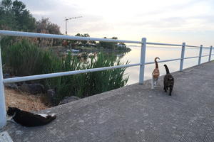猫たちに会えてうれしいトラジメーノ湖 - イタリア写真草子