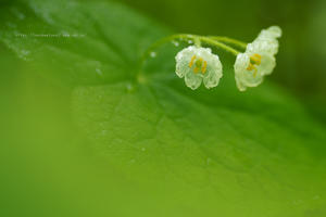 透明になる花・サンカヨウ開花しています。 - 野沢温泉とその周辺いろいろ２