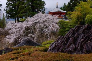 2022桜咲く京都　正法寺のしだれ桜と春の花々 - 花景色－K.W.C. PhotoBlog