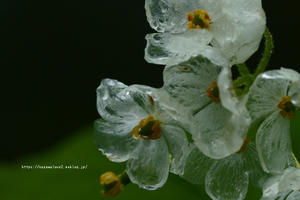 透明になる花・サンカヨウ　その２ - 野沢温泉とその周辺いろいろ２