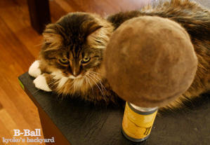 Bボールの大きさを、猫ラベルビール缶と比較 - Kyoko's Backyard　～アメリカで田舎暮らし～