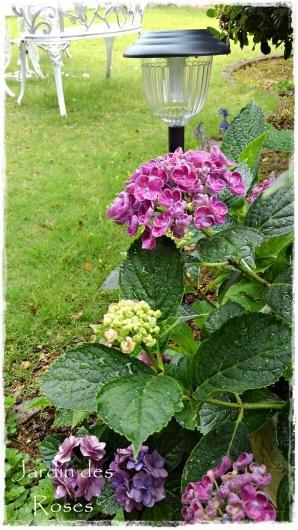 紫陽花『ポップコーン』の季節 - La rose 薔薇の庭
