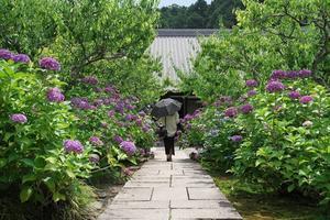 本光寺の紫陽花 - 尾張名所図会を巡る