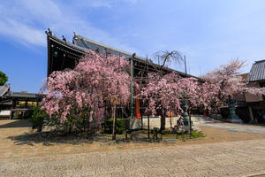 桜　2022！　　～有正寺～ - 京都憧憬！