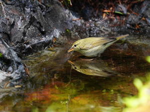 メボソムシクイの水浴！　ＯＮＳ - シエロの野鳥観察記録