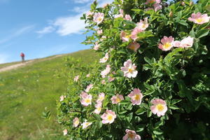 野バラ今も咲く山登りブナの木陰で昼ごはん - イタリア写真草子