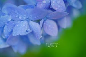 紫陽花*・Ⅴ　しっとりと･･＊＊＊ - FUNKY'S BLUE SKY