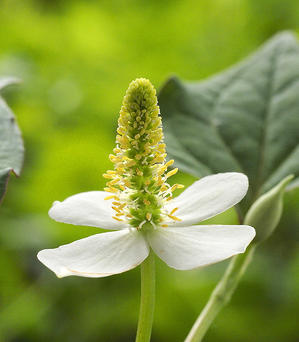 ドクダミ　ルーペで見る雑草の花-2 - 自然観察大学ブログ