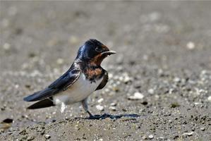Barn Swallow / ツバメ - 