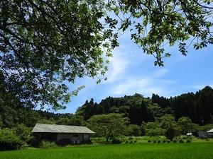 夏の音 - 千葉県いすみ環境と文化のさとセンター
