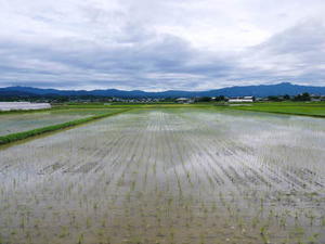 砂田のこだわりれんげ米　田植えの様子(2022)　変わらぬ土つくり！れんげを有機肥料にした田んぼです - ＦＬＣパートナーズストア