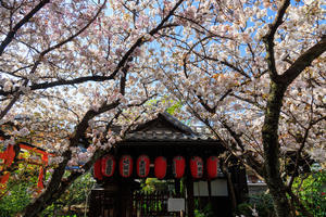 桜　2022！　　～雨宝院～ - 京都憧憬！