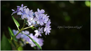 紫陽花2022 #059 @NOKTON 42.5mm F0.95 - ルリビタキの気まぐれPATA＊PATA