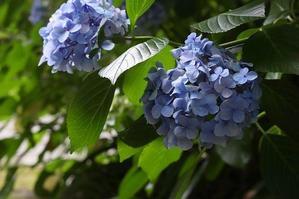 鎌倉　妙本寺の紫陽花 - 暮らしを紡ぐ2