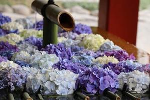鶴岡八幡宮　紫陽花の花手水 - 暮らしを紡ぐ2