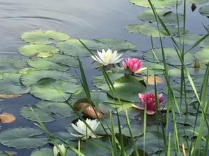 睡蓮の咲く池 - 