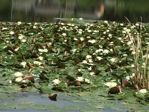睡蓮の咲く池 - 