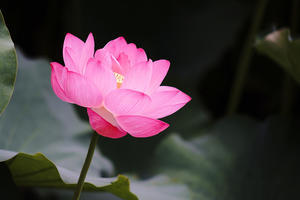 ハスハジメ -Lotus flower- - ○さんぽ with α