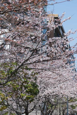 千田町の桜 - まずは広島空港より宜しくです。