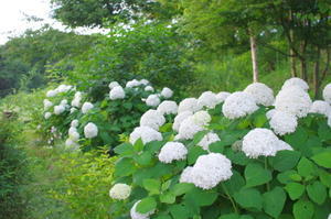 庭のアナベルが白くなってきた - キシノウエンの 今日のてしごと