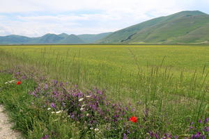 カステッルッチョ 高原の花と観光に響く猛暑・水不足 - イタリア写真草子