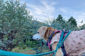 黄色ズッキーニの緑化 - 犬と楽しむスローライフ