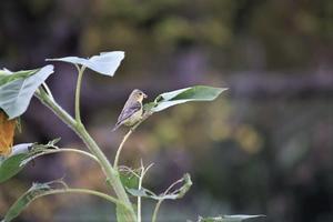 Lesser  Goldfinch - Marincalifornia2's Blog