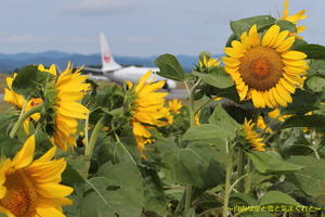 いつものひまわり　～旭川空港～ - 自由な空と雲と気まぐれと　～from 旭川空港～