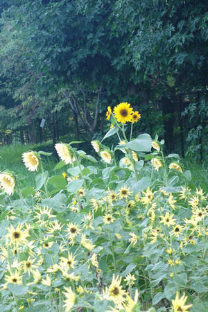 夏の花　（Ⅱ） - 四季の草花に魅せられて。