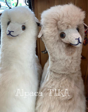 おかげさまで「アルパカ専門店T'IKA」は21周年です - アルパカ専門店Ｔ’ＩＫＡ