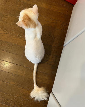 ぶつぶつ独り言2 うちの猫ら22 ぶつぶつ独り言2 うちの猫ら22