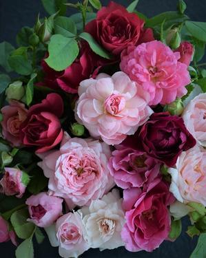 サマーローズの撮影 - バラとハーブのある暮らし　Salon de Roses