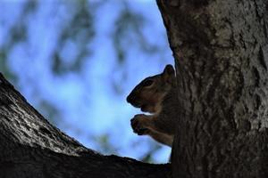 Squirrel - Marincalifornia2's Blog