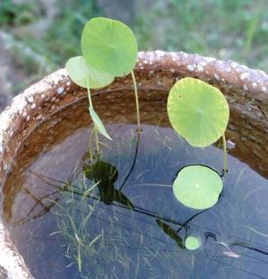 お盆の蓮 - 植物を楽しむ「鉢あそび」