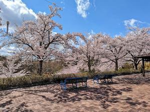 Cherry blossoms in full bloom in Sendai 2022 - 未知を開く＠道を拓く