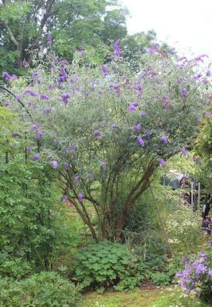 夏バテしないバラ“パシュミナ” - ペコリの庭と時々パン