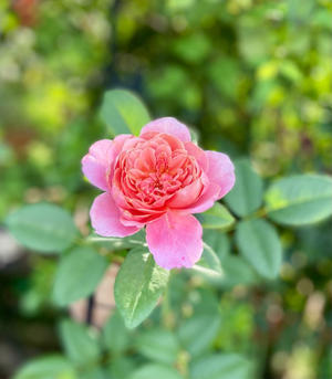 遅咲きバラの最後の輝き♫と、伊良コーラ♡ - 薪割りマコのバラの庭
