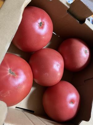 トマトが美味しい季節 - ユーキの日毎夜毎ver.2
