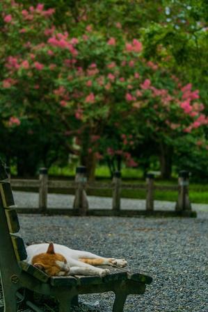 京都御苑～百日紅 - 鏡花水月