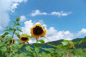 神鍋高原で見つけた夏の花　Final　ヒマワリ - 但馬・写真日和